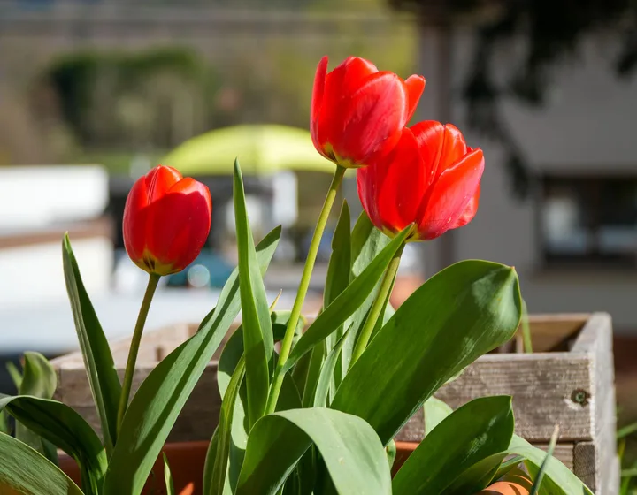 Červené tulipány v zahradě
